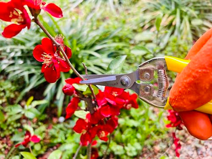 Pruning Snip w/Curved Blades 7" with Stainless Blades for Flowers, Weeds, Small Plants and Bonsai, Gardening Hand Tools