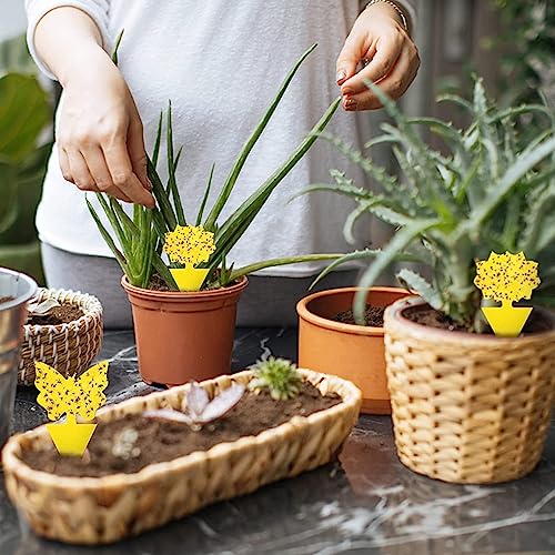 Yellow Sticky Fruit Fly Trap 36 Pack, Dual-Sided Gnat Traps for Plants - size: 36 Packs