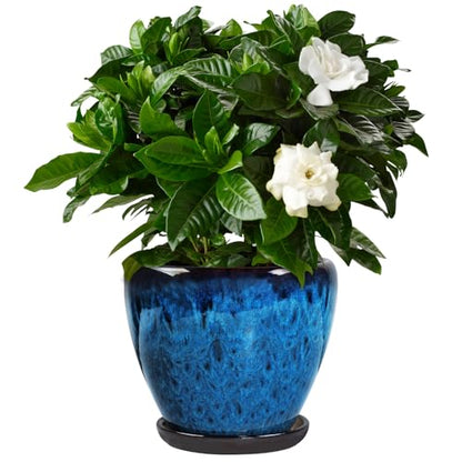 Ceramic Plant Pots With Saucer & Drainage Hole, 8 inch Indoor Flower Pots - color: Blue, size: 8 inch