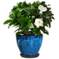 Ceramic Plant Pots With Saucer & Drainage Hole, 8 inch Indoor Flower Pots - color: Blue, size: 8 inch