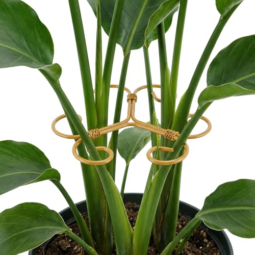 Iron Monstera Support, 3 PCS Plant Stem Support Plant Support Stakes for Indoor Plants and Flowers Stable Plant Stakes and Supports Turtle Shell Bamboo Clamp Set for Thriving Growth - color: Style B, size: 3 PCS