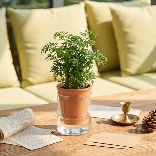 Baderke 2 Pcs 4 Inch Self Watering Pot for Indoor Plants Clear Glass Planter Small Plant Pot with Saucer Reservoir Drainage Holes Bottom Watering for African Violet Orchid Flowers (Terracotta Style) - style: Terracotta Style