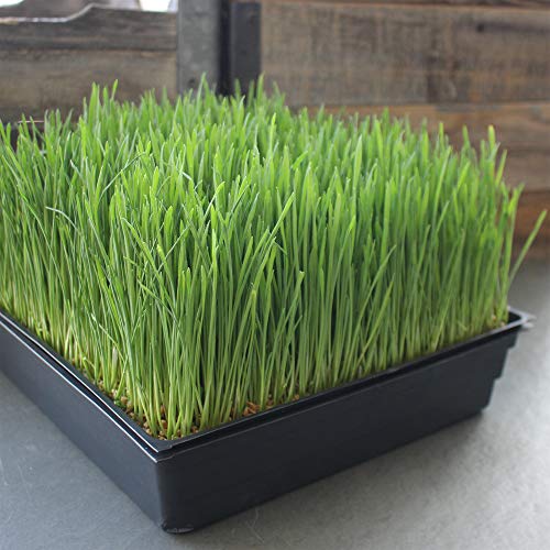 Handy Pantry 10-Pack 1010 Garden Growing Trays Without Drain Holes - style: Without drain holes