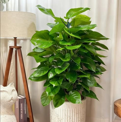 Yvpsi 12Pack Stackable Plant Support Stakes Twigs Plant Stakes for Indoor