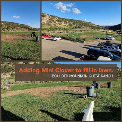 Mountain Valley Seed Co Micro Clover Seed for Lawn - 5 Lb Bulk - 2 Million - size: 5 Lb