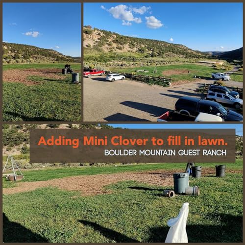 Mountain Valley Seed Co Micro Clover Seed for Lawn - 25 Lb Bulk - size: 25 Lb