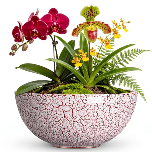 Bowl Planter 10 Inch, Ceramic Bonsai Tree Pots, Texture Red - color: Texture Red-1, size: 10 Inch