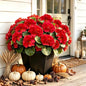 8 Bundles Artificial Geraniums, UV Resistant, Red - color: Red