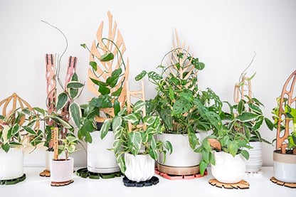 Treleaf Zella Grande Extension Kit - Wooden Extendable Plant Trellis (2 Extensions) for Indoor Climbing Houseplants - Modular Plant Support - size: Grande Extension Kit
