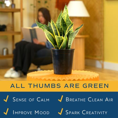 Costa Farms Sansevieria Grower's Choice Snake Live Indoor Plant, 12-Inches Tall, Grower Pot - style: Snake Plant, Medium (12-20 Inches Tall), in Grow Pot
