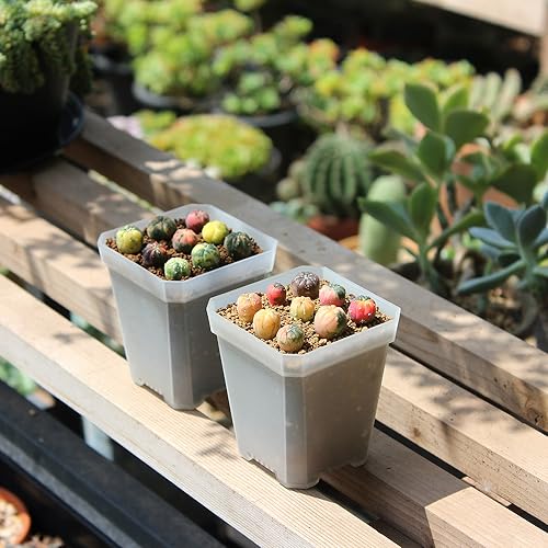 120 Pack Small 2.70 Inch Clear Plastic Square Nursery and Seedling Pot Container, Seed Starting Transplant Planter with Drain Hole for Germination