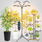 FRGROW 4Head New Stand Full Spectrum Grow Light for Indoor Large Plants - size: 4 Head-New Stand