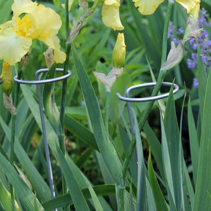 Erva Plant Support Stakes 36 inches, Single Stem Garden Flower Support - Pack of 12 - Made in USA