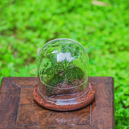 Small Glass Cloche Dome with Base for Mini Carnivorous Plants