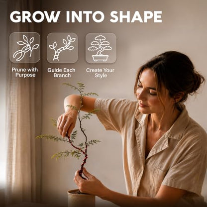 Bonsai Tree Kit Classic - Growing 3 Unique Japanese Bonzai Trees - size: Small 10"