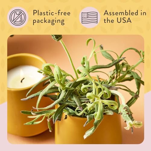 Modern Sprout Soy Candle Planter - Grows Lavender -Cedarwood Scent - 2-Pack - size: Pack of 2