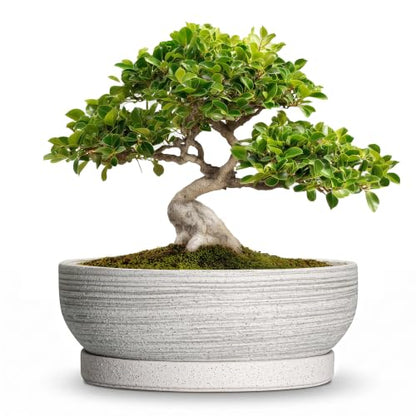 10 Inch Ceramic Bonsai Tree Pots with Saucer, Brushed Grey - color: Brushed Grey, size: 10 Inch
