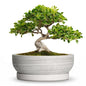 10 Inch Ceramic Bonsai Tree Pots with Saucer, Brushed Grey - color: Brushed Grey, size: 10 Inch