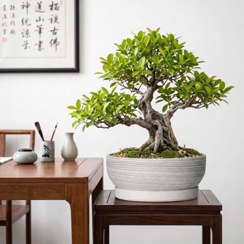 10 Inch Ceramic Bonsai Tree Pots with Saucer, Brushed Grey - color: Brushed Grey, size: 10 Inch