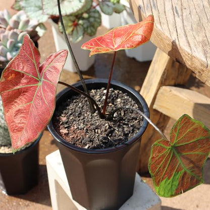 8 Pack 6.10 Inch Black Plastic Deep Nursery and Seedling Pots, Round Planter Container for Transplanting, Cutting, Succulent - color: Black, size: 6.10 inch