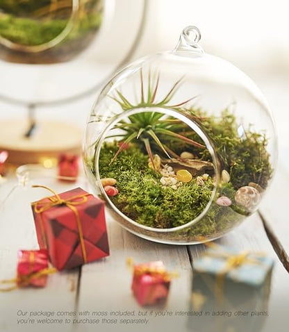 LuckyRunes DIY Terrarium Kit with Live Moss, 15-Piece Glass Globe Set
