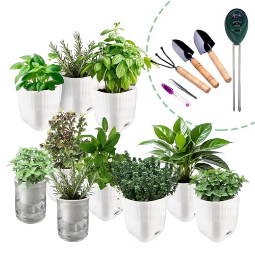Soliseed Indoor Herb Garden Kit, Transparent Pots with Gardening Tools