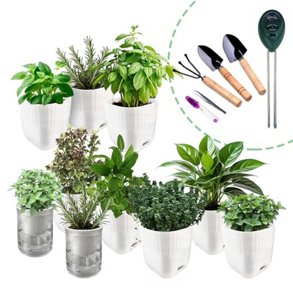 Soliseed Indoor Herb Garden Kit, Transparent Pots with Gardening Tools