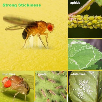 LFSYS 64 Pcs Yellow Sticky Fruit Fly Traps for Indoors Gants Plants