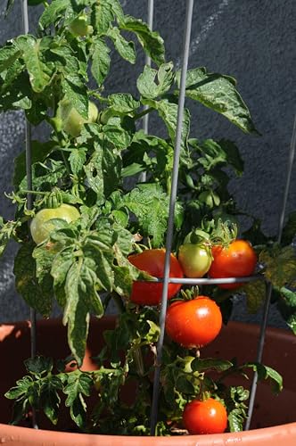 33 Inch Galvanized Steel Tomato Cage Heavy Duty Vegetable Plant Support Frame