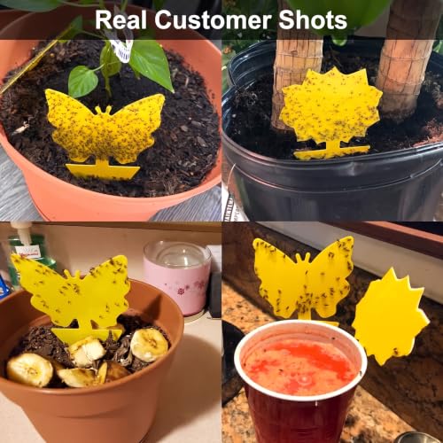 120 Pack Yellow Sticky Fungus Gnat Traps for Indoor & Outdoor Plants - size: 120 Packs