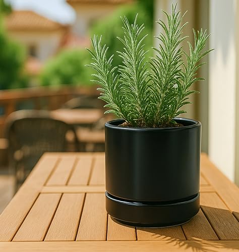 D'vine Dev 2-Pack Ceramic Pots & Saucers, Black, 3.5/4.7 in, 94-G-XS-2 - color: Black, size: X-Small