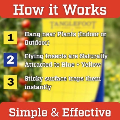 Tanglefoot Sticky Tangle-Trap Cards 20 Pack - 4"x6" – Double-Sided Yellow & Blue Hanging Traps for Garden, Plants & Greenhouse Use - size: 4"x6"