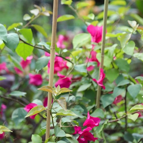 Natural Bamboo Plant Stake, （4FT 30Pcs） Sturdy Bamboo Poles, Durable Plant Bamboo Stake, Garden Climbing Plant Bracket. - size: 4ft-30PCS
