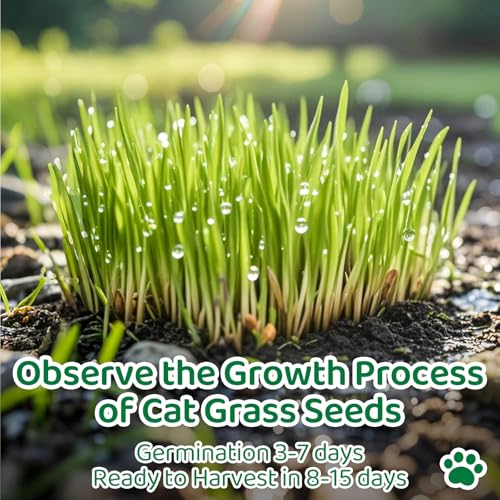 5Pack Cat Grass Seeds Growing Kit for Indoor Cats