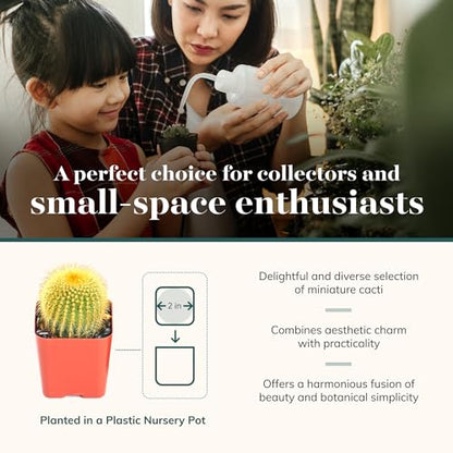 Shop Succulents | Can't Touch This Collection | Assortment of Hand Selected, Fully Rooted Live Indoor Cacti Plants, 12-Pack - size: 12-Pack, style: Cactus