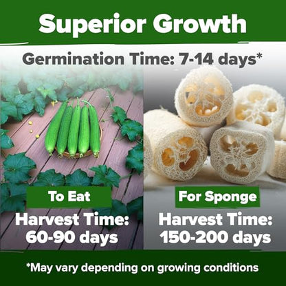 HOME GROWN Luffa Loofah Gourd Seeds, 80+ Seeds, Luffa aegyptiaca