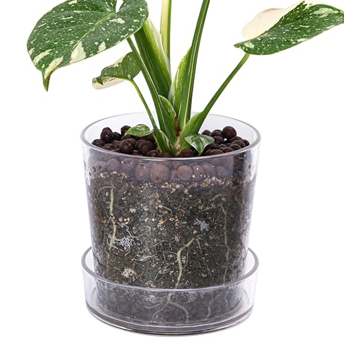 Phoenix Vine 6.5 Inch Clear Acrylic Planter Pot with Tray, Orchid Pot with Drainage Holes, Deep Saucer for Bottom Watering, Transparent Containers for Indoor Plants, Herbs, Set of 1, 91-A-F-1 - size: 6.5 Inch