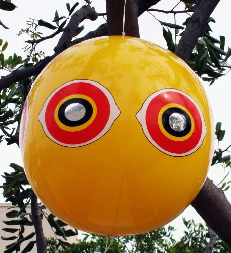 Bird B Gone Scare Eye Balloon Bird Deterrent, 1-Pack