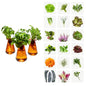Lettuce Grow Counterstand | Indoor Hydroponic Herb Garden Kit | No Light - size: No glow lamp