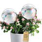 Soilagua Large Rainbow Plant Watering Globes, Extra-Thick Glass, 2 Pack - size: Large – 2 Pack