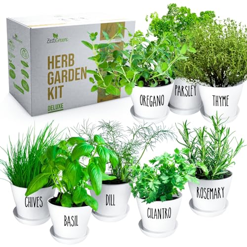 Herb Garden Starter Kit - 8 USA Culinary Herbs - color: 8 Herb
