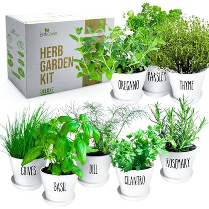 Herb Garden Starter Kit - 8 USA Culinary Herbs - color: 8 Herb