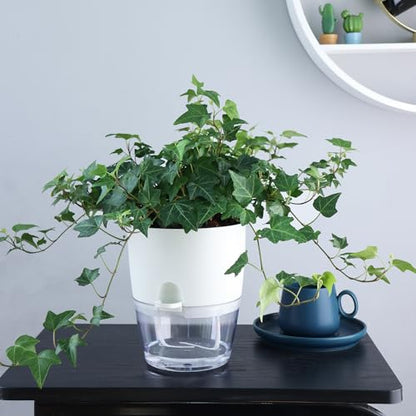 Oliz 6" Self Watering Pots for Indoor Plants, 3pk White w/Drainage Holes - color: White 3pcs