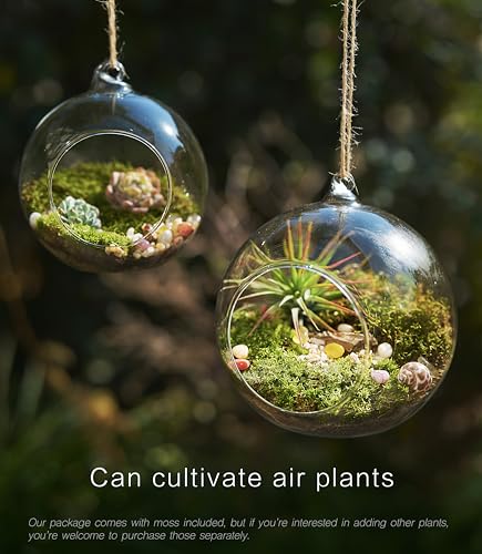 LuckyRunes DIY Terrarium Kit with Live Moss, 15-Piece Glass Globe Set