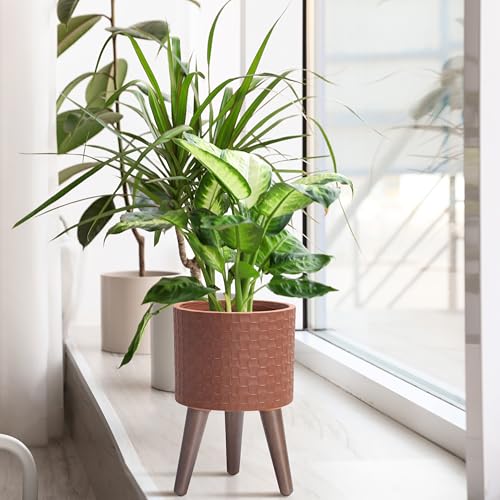 D'vine Dev Planter Pot with Wood Stand, 8 in, Terra Cotta, 88-Z-A-3 - color: Terra Cotta, size: Small