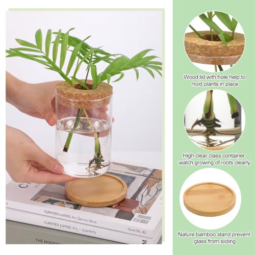 Honeydak 6 Pcs Plants Propagation Station Desktop Glass Propagation Round - color: Round Glass Bottle