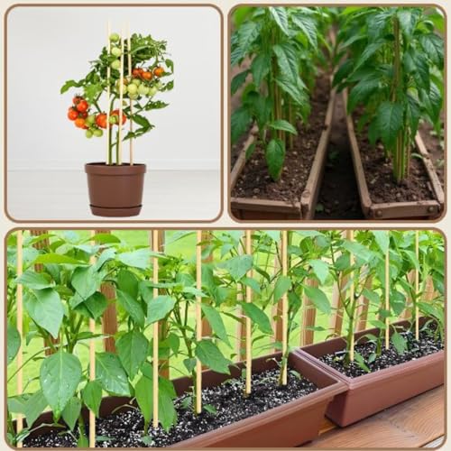 100 PCS 2FT Bamboo Plant Stakes, 6.3mm Thick Bamboo Stakes - size: 24 inch 6.3mm