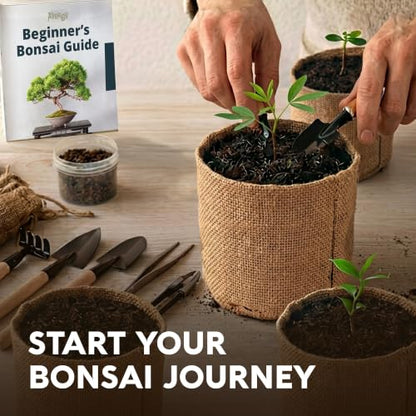 Bonsai Tree Kit Classic - Growing 3 Unique Japanese Bonzai Trees - size: Small 10"