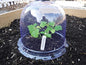 12-Pack! GrowAway™ Medium Reusable Plastic Mini Greenhouse, Garden Cloche Dome, Plant Covers Frost Guard Freeze Protection for Plants Outdoors, Garden Tools, Garden Accessories - 10.24"Diam. x 7.48"H
