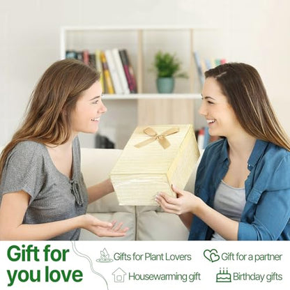 Plant Propagation Stations Heart Plant Terrarium Kit - color: Amber